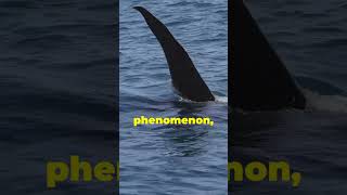 Why Are Orcas Attacking Boats orcas wildlifebehavior oceanmysteries [upl. by Mensch133]