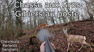 Chasse aux Gros Gibiers Chevreuils Renards Sangliers [upl. by Jecoa]