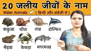 20 Water Animals Name in Hindi and English  पानी में रहने वाले जीवों के नाम  Water Animals [upl. by Ahseined207]