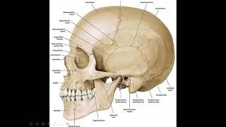 Anatomy of the cranial vault craniometric points craniocerebral relation [upl. by Leribag]