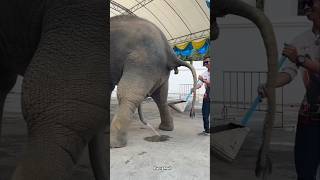 हाथी का गोबर क्यों इकट्ठा किया जाता है Elephant Poop shorts ytshorts [upl. by Tisdale996]