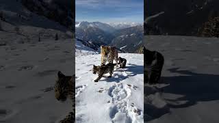 Hidden Treasures Amur Leopard and Her Cubs in the Wild [upl. by Yespmed]