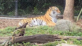 African Safari Park UsaShi Oita ken JAPAN [upl. by Marena]