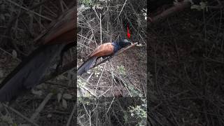 bird trap easy homemade  bird trap using wire snare that work 100 shorts youtubeshorts [upl. by Eimmaj]