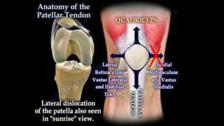 Anatomy Of The Patellar Tendon  Everything You Need To Know  Dr Nabil Ebraheim [upl. by Nnair489]