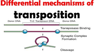 Different mechanisms of transposition [upl. by Atnom]