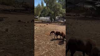 American Blackbelly Sheep [upl. by Dieterich]