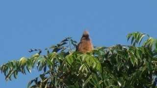 Speckled Mousebird  Filmed by Greg Morgan [upl. by Euqinemod]