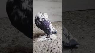 Pouter pigeon pouter pigeons pigeonstv pouters pets [upl. by Salomie]