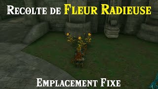 ZELDA TotK  Emplacement pour farmer des Fleurs radieuses [upl. by Pavyer]