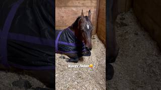 Horse Show Vlog🐴  ASMR horse owner1 equestrian horsebarn barn horseshow [upl. by Ellednahc3]