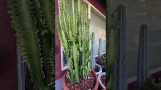 Euphorbia Trigona African Milk Tree euphorbia succulent plants [upl. by Assirral]