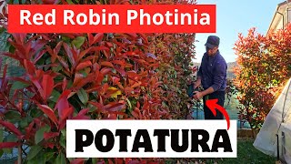 Come Potare La PHOTINIA RED ROBIN [upl. by Ecinev570]