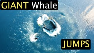 GIANT Whale Jumps  TOP 60 Whale Encounters [upl. by Neelrihs]