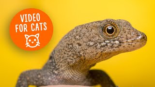 Cat Games amp Lizard Adventures StressRelieving TV for Cats [upl. by Oskar128]