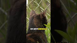 Cat Foster Care Tips Feline Fostering 101 🐱🏠 shorts cat catlover funnycats funnyanimals [upl. by Alane]