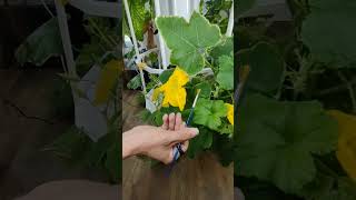 Hand pollinating indoor fruit producing plants [upl. by Ahsinawt425]