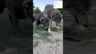 Who Wins wolf dog doglover cute cutebaby cutecat animals animal dogs dogshorts [upl. by Beverie]