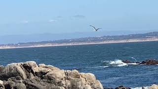 Pacific Grove ca [upl. by Mosby]