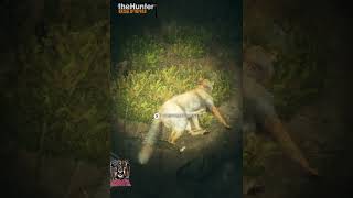 Caçando raposa de Betânia no the Hunter call of the WiLD shorts xbox [upl. by Maxa]