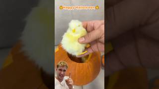 Ho trovato un cucciolo di pulcino dentro una zucca di Halloween e… [upl. by Hammock]