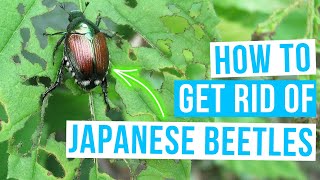 How to GET RID OF JAPANESE BEETLES [upl. by Enavi339]