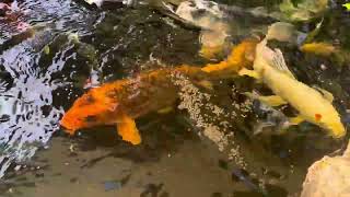 Koi feeding frenzy  hand feeding [upl. by Aciram]