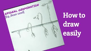 How to draw epigeal germination easily germination of bean seed easy drawing [upl. by Latrell948]