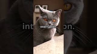 5 Reasons Why British Shorthair Cats Are the Best Pets [upl. by Isiad]