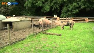 Vlekkie ziet voor het eerst andere varkens  RTV Noord [upl. by Imelida]