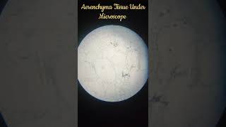 Aerenchyma Tissue Under Microscope  shorts  Aerenchyma  Tissue   Yasir Sir [upl. by Ecidnak]