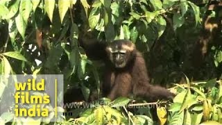 Noisy Hoolock gibbons from Nagaland [upl. by Delanty430]