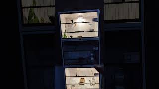 canary box cage bird shots shortsviral shortsyoutube fypシ゚viral kicaumania [upl. by Kcirddes194]