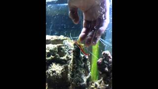 Cleaner Shrimp clean human hand and finger nails [upl. by Nirtiak]