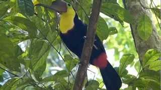 Toucan tocard  Yellowthroated Toucan Ramphastos ambiguus  Parc National Carara  Costa Rica [upl. by Nanyt653]