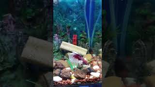 bettafish betta bettaindonesia cupanghias cupang cupangindonesia cupangkontes ikancupang [upl. by Tsugua]