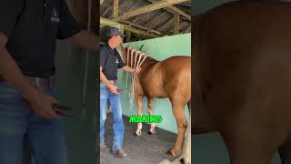 His Horses Hair Helps Cancer Patients [upl. by Floeter]