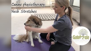 Canine physiotherapy Neck stretches for dogs [upl. by Narrat]