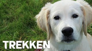 Hoe leer ik mijn hond niet te trekken tijdens het wandelen  Vrienden der Blinden [upl. by Ameer]