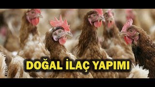 TAVUKLAR İÇİN ETKİLİ DOĞAL İLAÇ YAPIMI Ölümlere Son [upl. by Anowahs]