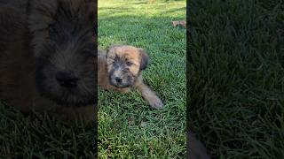 Wheaten Terrier Puppy 🐶 Kelsey from CelebrityPupscom [upl. by Olson291]