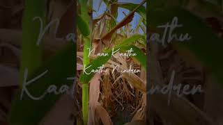 Thaniye thananthaniye song WhatsApp status  shorts song lonely vnvideoeditor iphone lyrics [upl. by Jc]