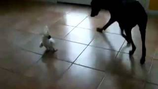 DOG VS PARROT Extra Funny [upl. by Schulz]