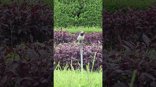 Blackcollared starling 台灣 台北 黑領椋鳥 taiwan taipei [upl. by Kelwin]