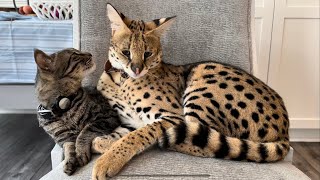 Serval and Cat Friends [upl. by Amend]