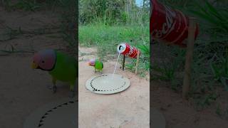 Survival DIY Parrot Trap shorts [upl. by Acinehs]