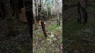 Surprise at Philmont Baldy Town campsite [upl. by Nawat357]