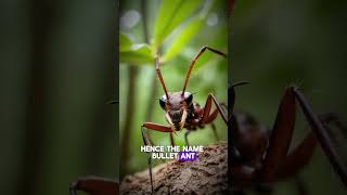 Bullet Ant The Most Painful Sting in the Animal Kingdom shorts facts [upl. by Spence]