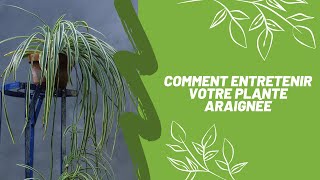 Comment entretenir votre plante araignée  plante dépolluante [upl. by Annaynek]