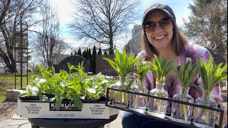 Planting Foxglove Propagating Verbena Sowing Saved Dahlia Seeds Hardening Off Cool Flowers [upl. by Sup]